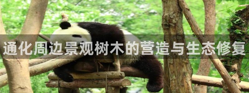 天顺娱乐耂金手指花总8