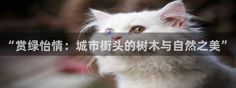 天顺娱乐前943994