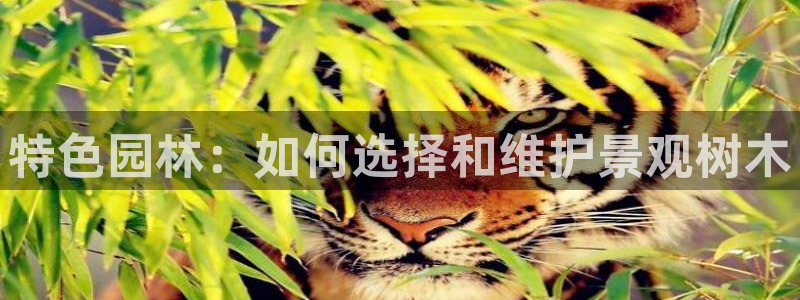 天顺娱乐主管毛判官333OO：特色园林：如何选择和维护景观树木