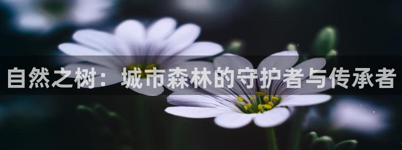 天顺娱乐负责人爫先p29999