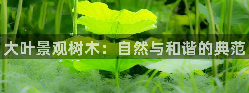 天顺娱乐主管方是谁