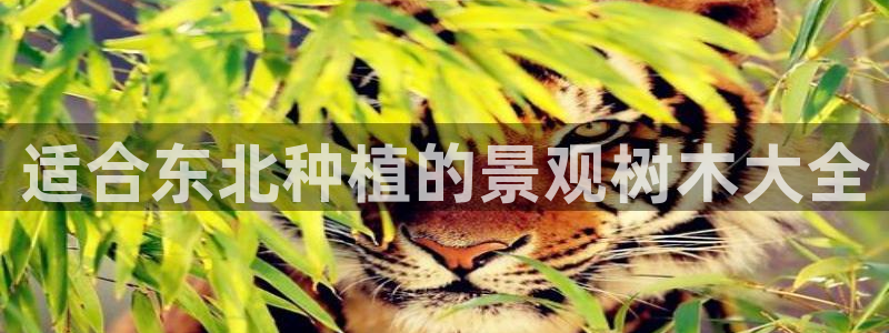 天顺娱乐03找32OO59